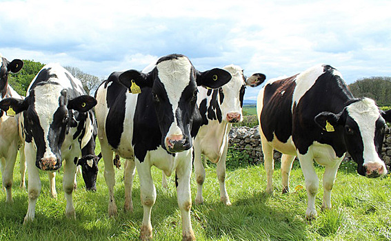 Комплекс на пять тысяч голштинских коров заработал в Каргатском районе