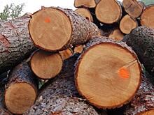 Рослесинфорг: экспортеров лесных грузов поддерживают выросшие на внешних рынках цены