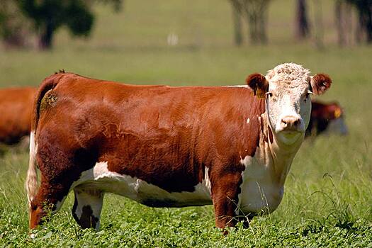 Производством мраморной говядины займутся в Удмуртии
