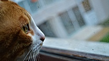 «Не мяукает, а плачет»: в Красноярске кот умирает в запертой пустой квартире