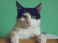 Главный символ — кошка. Приметы на Ермилов день