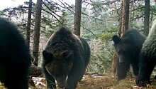 В Приморье ищут жилье для четырех медведей