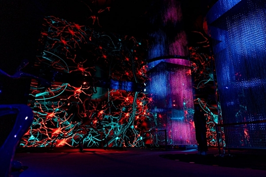 Проект «Нейронный лес» в Гостином дворе раскрывает тайны мозга