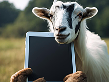Исследование: козы могут играть в игры на iPad, а свиньи сопереживать