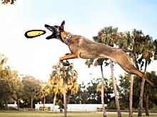 Кинолог рассказал, какие игрушки собакам жизненно необходимы