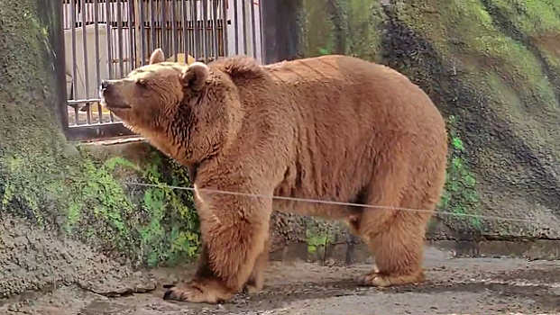 Рано проснувшийся медведь удивил охотника под Новосибирском