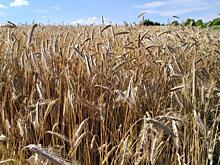 В Курской области урожайность зерновых упала на 17%