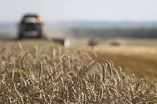 В России рассказали о поставках пшеницы в Африку