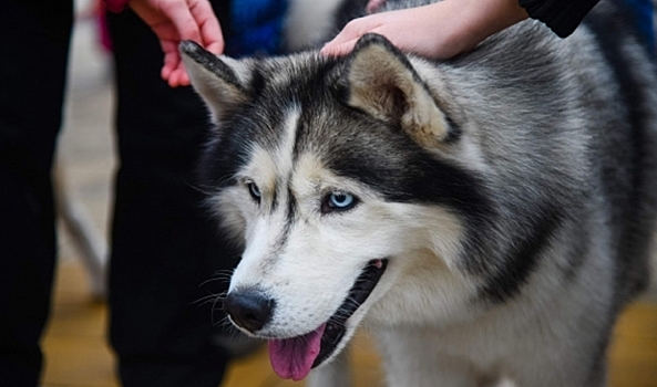 Жители Волгоградской области узнали, почему 8 Марта опасно для собак