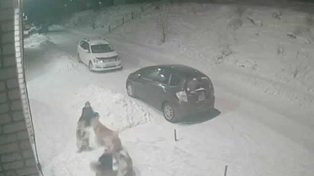 В Усть-Куте четыре бездомных пса набросились на 8-летнего школьника