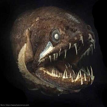 Жизнь в темных глубинах: 10 глубоководных существ, способных напугать своим устрашающим видом