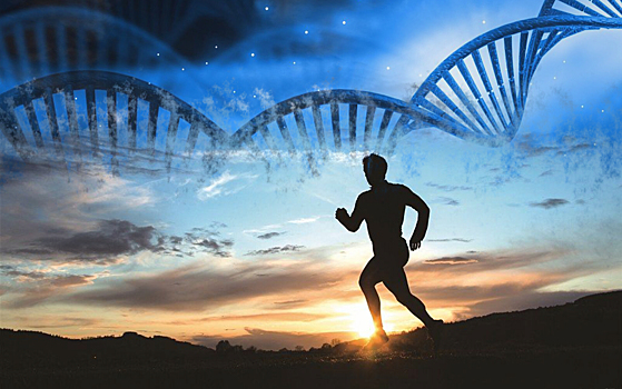 Одиночная мутация позволила людям стать марафонцами