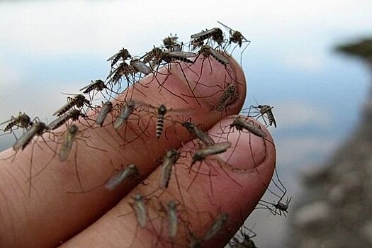 Ученые рассказали, кого чаще всего кусают комары