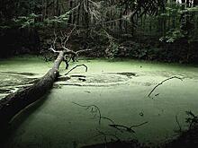 В библиотеке на Коровинском шоссе отметят Всемирный день водно-болотных угодий