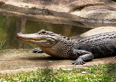 Двухметровый крокодил напугал людей в сельском туалете