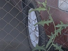 Городищенец сломал жене ребра за плохо убранный салон авто