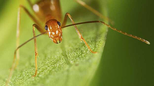 Найден новый механизм питания самых опасных муравьев