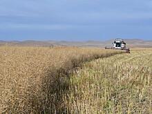 Производство рапса получит стомиллионную поддержку в Забайкалье