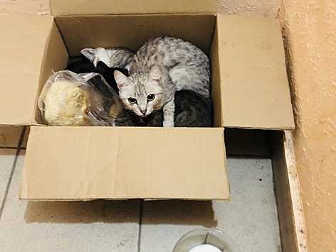 Зоозащитники жалуются на тюменцев, выбрасывающих беременных кошек и котят: почему так происходит и как помочь