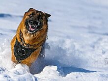 В Минтруде напомнили, как получить собаку-проводника