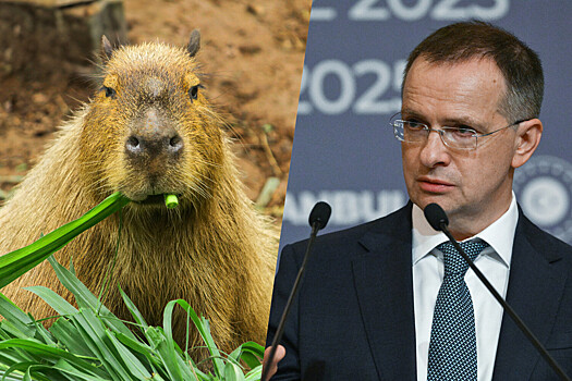 Мединского пригласили в Московский зоопарк познакомиться с капибарами