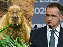 Мединского пригласили в Московский зоопарк познакомиться с капибарами