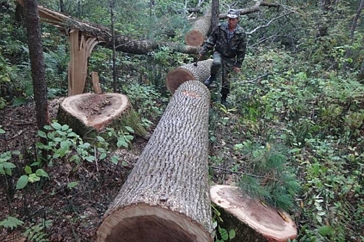 С начала 2017 года во Владивостоке было незаконно вырублено 1,5 тысячи деревьев