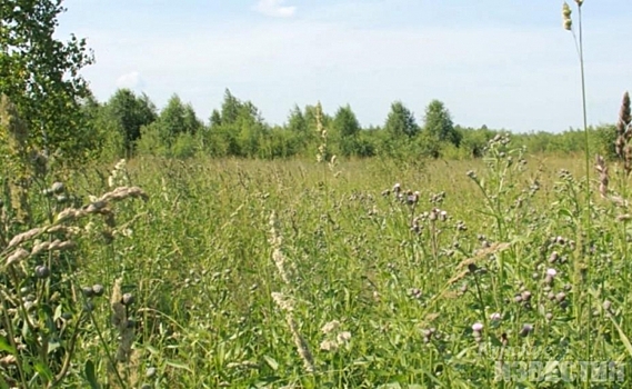 Россельхознадзор оштрафовал организацию Минобороны за неухоженный участок земли в Курском районе