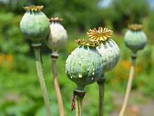 Раскрыты детали многолетней операции ЦРУ