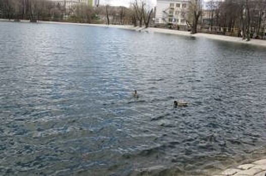 В Уфу на озеро Солдатское прилетели дикие утки