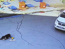 Бессердечный водитель Land Cruiser переехал мирно спавшую собаку