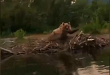 Медведица напала на сплавлявшихся по реке на Камчатке туристов
