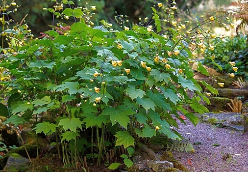 Идеальное растение для влажной тени: киренгешома дланевидная во всей красе