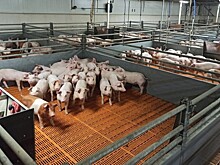 В Мордовии построят два современных свиноводческих комплекса