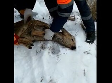 В Башкирии по городу бегало дикое животное