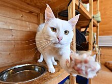 Общую электронную базу для всех приютов бездомных животных создадут в Москве