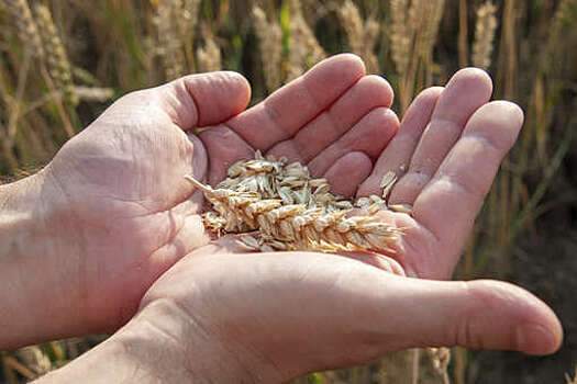 Абрамченко: Россия в 2023 году собрала 147 млн тонн зерна, 95 млн тонн пшеницы