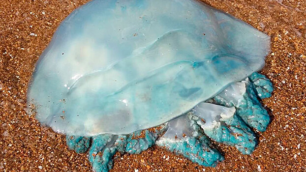 Во Владивостоке поймали гигантскую голубую медузу: видео