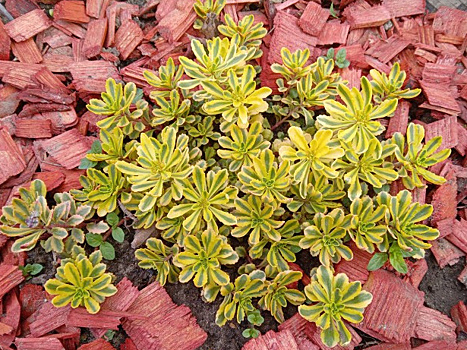 Растение ленивых садоводов и солнечных клумб