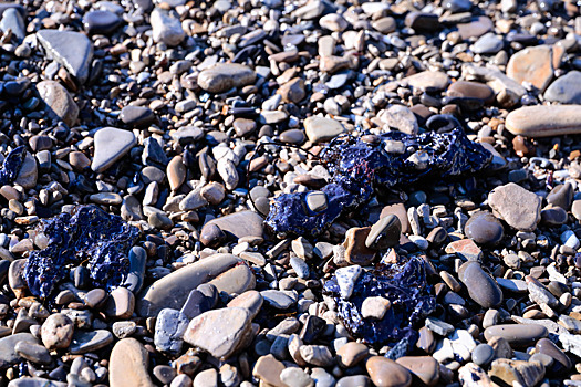 Стало известно, сколько потеряла Анапа в этом сезоне из-за разлива нефти