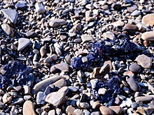 Стало известно, сколько потеряла Анапа в этом сезоне из-за разлива нефти