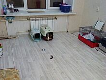 Бездомных котят заселяют в отдельные комнаты в общежитиях Костромы