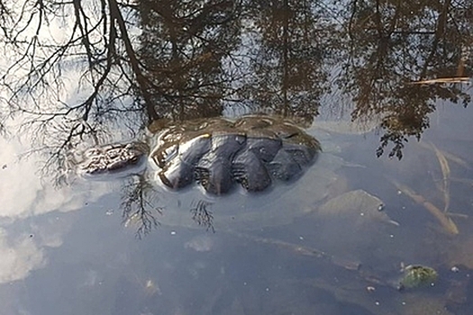 Массовая гибель черепах произошла в воронежском озере