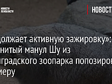 «Продолжает активную зажировку»: знаменитый манул Шу из Ленинградского зоопарка попозировал на камеру