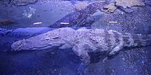 В Австралии на курорте поймали крокодила весом 350 килограммов