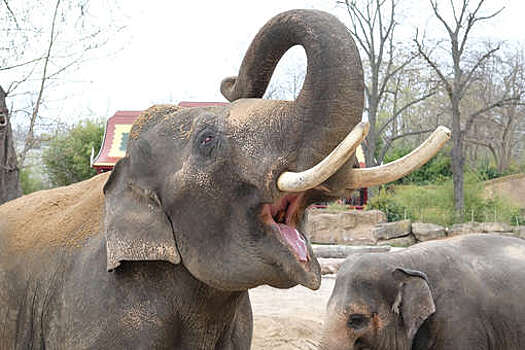 Зоологи выяснили, как слоны оплакивают умерших