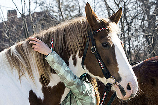 Жители Софии пожаловались на сбежавших от цыган лошадей