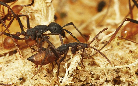 Биологи обнаружили жуков-маньяков