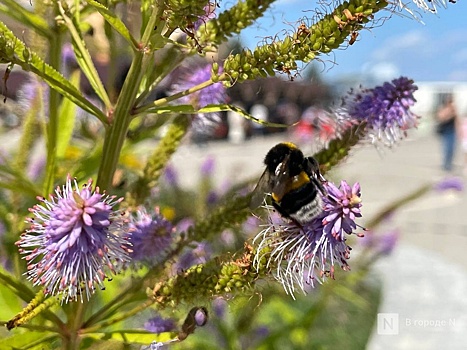 Опубликован прогноз погоды в Нижнем Новгороде на первые выходные сентября