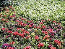 В УЖКХ объяснили, почему нет привычных клумб на Лермонтова, 2